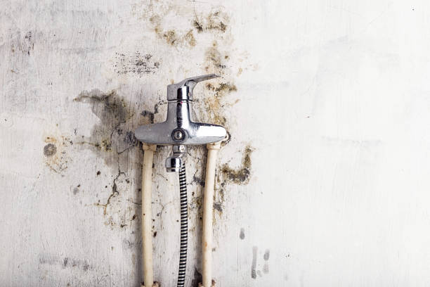 Best Certified Mold Removal  in Tigard, OR
