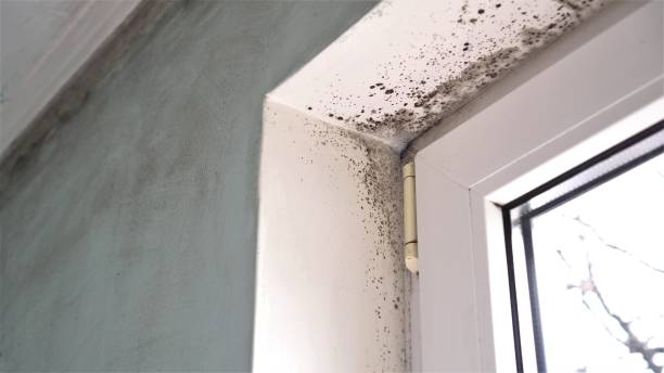 Best Emergency Mold Removal  in Tigard, OR