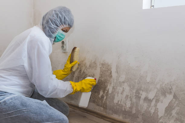 Home Mold Removal in Tigard, OR
