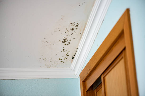Best Best Mold Removal Companies  in Tigard, OR
