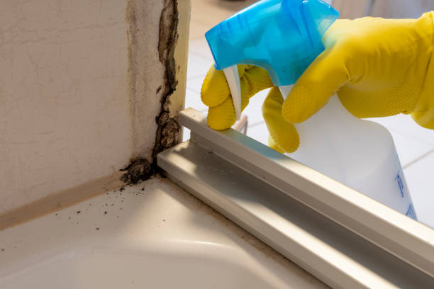 Best Toxic Mold Removal  in Tigard, OR