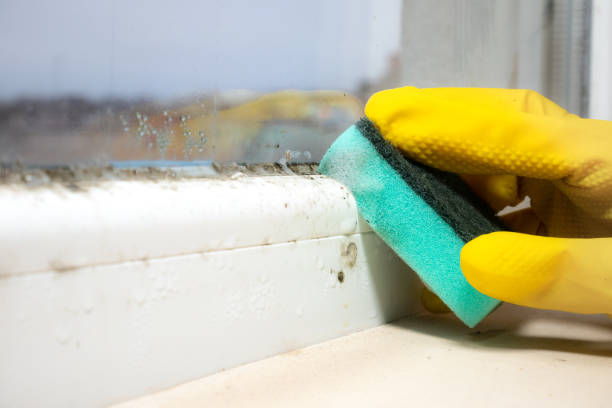 Best Home Mold Removal  in Tigard, OR