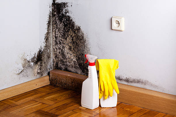 Best Crawl Space Mold Removal  in Tigard, OR